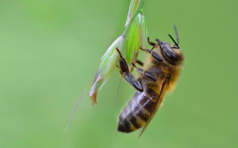 宏，蜜蜂，美女，背景，昆虫的世界