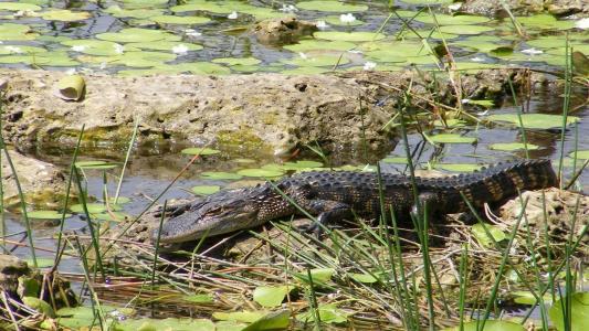 鳄鱼，鳄鱼，沼泽，沼泽地，佛罗里达州，美国