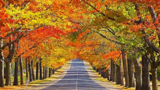 秋天，树，叶子，岩石，绿色，补丁，路