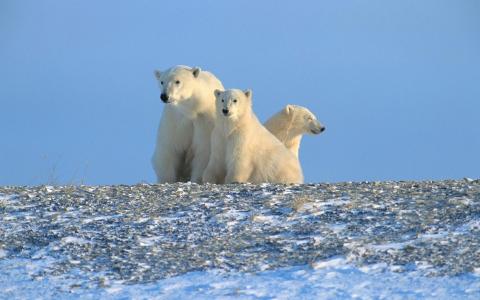 北极，北极，北极熊