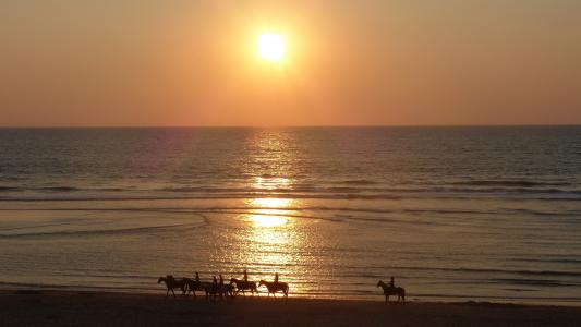 海，日落，马，太阳，岸