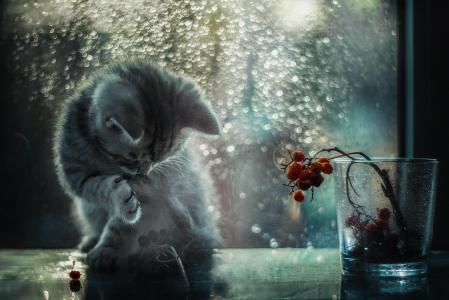 在月光下，一只猫，洗涤物，玻璃，浆果，窗户，百合