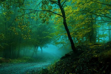 森林，树木，道路，雾，景观
