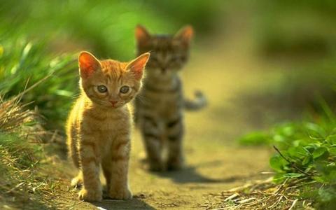 小猫，两个，走路