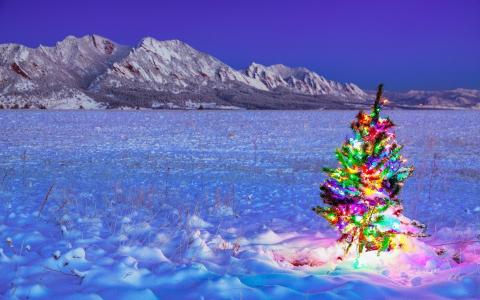 圣诞树，冬天，领域，假日