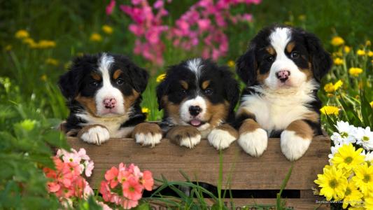 花，动物，狗，性质，框，sennenhund，小狗，小狗，夏天，草