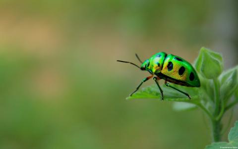 绿色的甲虫，宏，甲虫，昆虫