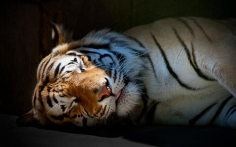 睡觉，老虎，壁纸