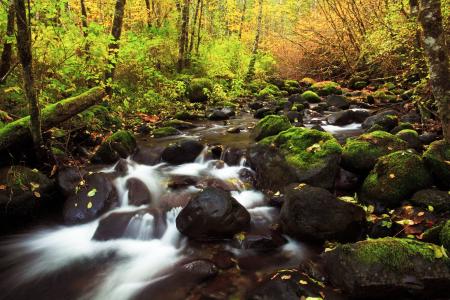 自然，溪流，秋天，河，石头