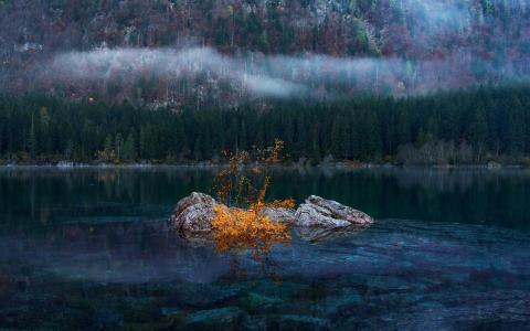 湖，森林，雾，性质