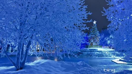 公园，冬季，新的一年，圣诞树，美丽，利弊，照片，冰