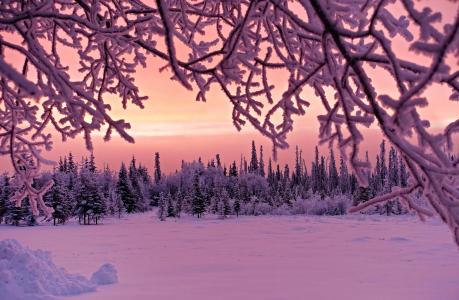 冬天，日落，阿拉斯加，雪，树枝，白霜