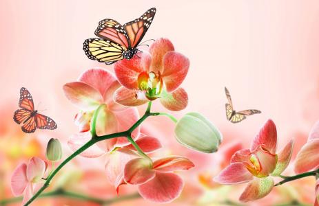 photoshop，蝴蝶，粉红色背景，鲜花，兰花，美丽，春天