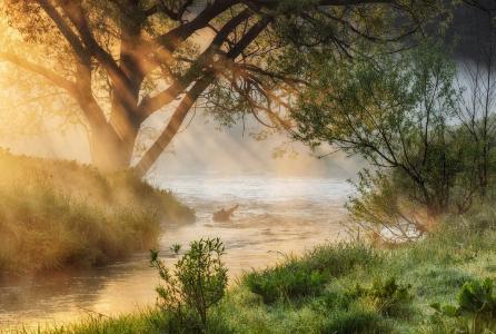 金色的早晨，太阳光线，雾，树，河，Nesterchuk谢尔盖