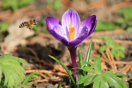 自然，春天，花，番红花，蜜蜂