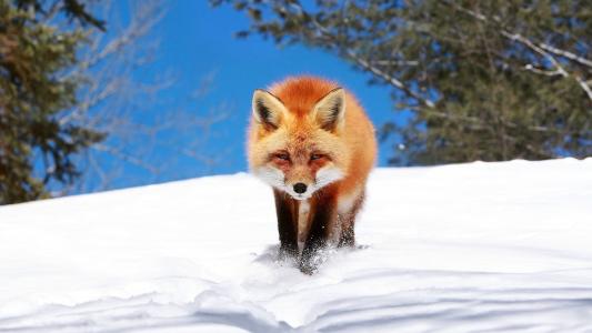 狐狸，狐狸，性质，捕食者