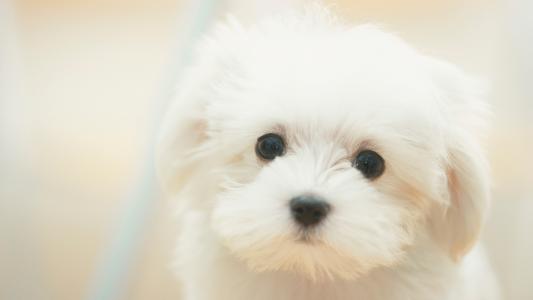 小狗，伤心，狗，白，可爱，伤心，梦想，白，狗，可爱