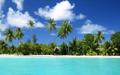 棕榈树，海洋，热带岛屿，沙滩。更多，沙，水