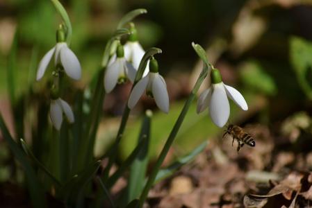 春天，五彩缤纷，蜜蜂，性质