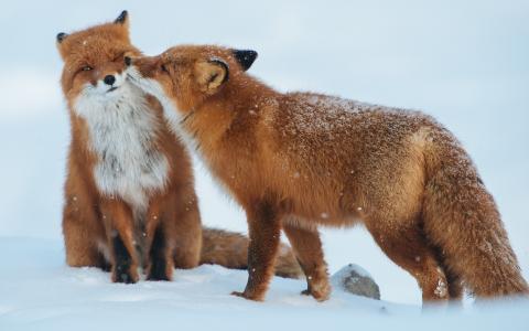 红狐狸，雪，森林，冬天