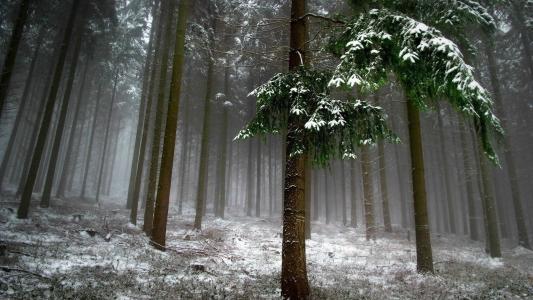 森林，冬天，性质，冷杉，雪，雾，美丽