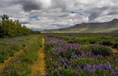 冰岛，景观，领域，羽扇豆，小山，性质