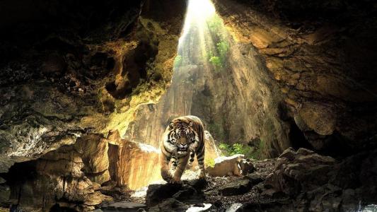 老虎，岩石，光线，太阳，猫，捕食者