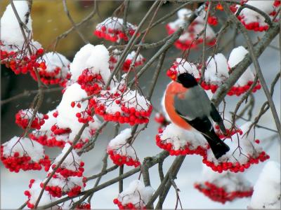 红腹灰雀，世界鸟类，山灰，雪，冬天