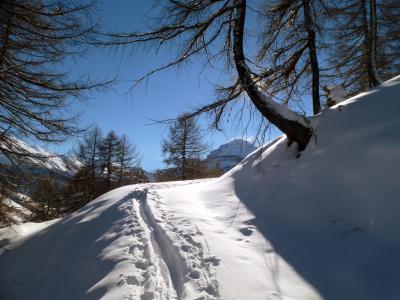 滑雪板，光，雪，树，冬天