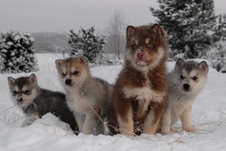 小狗，冬天，狗，哈士奇，性质，照片，积极