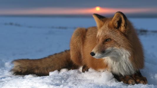 狐狸，红发，雪