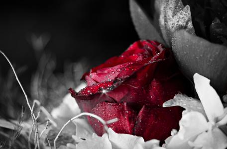 玫瑰，红色，露水，水，下降，黑色，背景