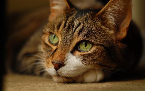 关于生活的想法，猫，绿色的眼睛