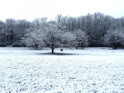 照片，冬季，心，树，极简主义