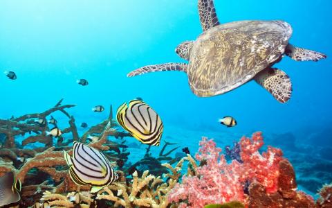 海洋动物，鱼，龟，珊瑚