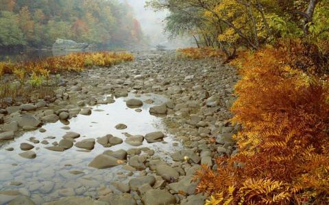 河，石头，森林，树木，秋天