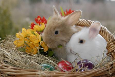 动物，兔子，篮子，鸡蛋，krashenki，稻草，鲜花