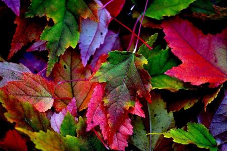 多彩多姿的叶子，秋天，特写镜头