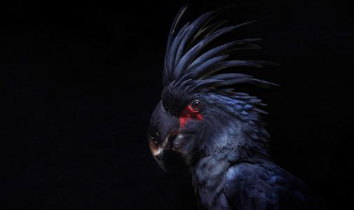 鸟，鹦鹉，一簇，羽毛，鹦鹉，黑色的背景