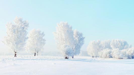 冬天，雪，霜，树木