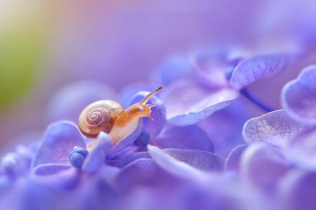 蜗牛，绣球花，宏，诗意，弥生