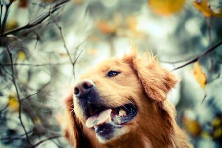 秋天，金毛猎犬，狗