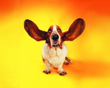 耳朵，b狗，狗，酷