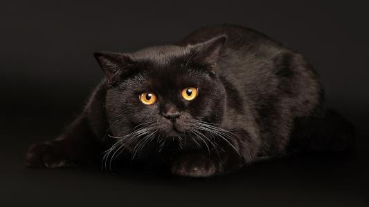黑猫，橙色的眼睛，白色的触角