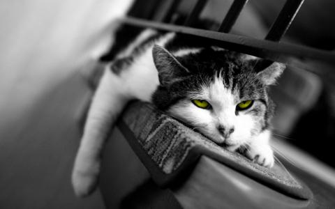 猫咪鲍里斯，在广告拍摄后，黑白照片