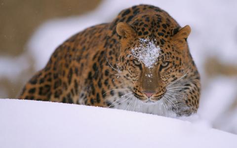 猫，雪，捕食者