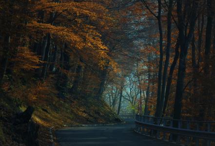 路，山，蛇纹石，森林，秋天，美丽，早上