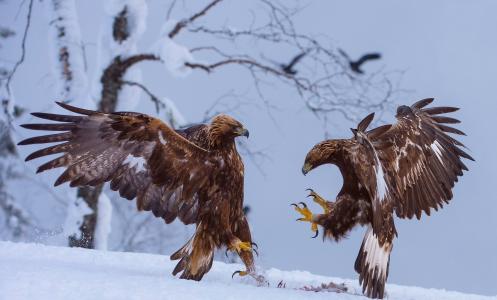 冬天，老鹰，猎物，争端，雪，森林，宏，树，鸟，掠食者，性质