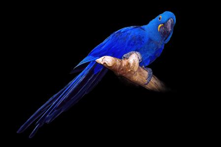 鸟，鹦鹉，蓝色，黑色，背景，风信子金刚鹦鹉，动物