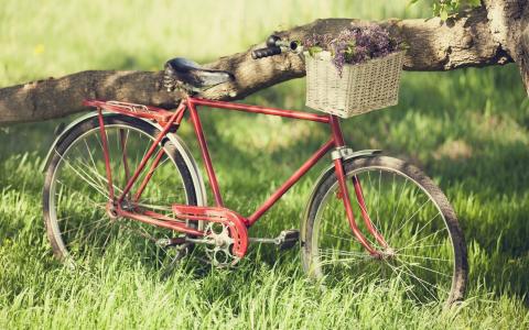 自行车，晴朗，鲜花，购物篮，绿化，夏天